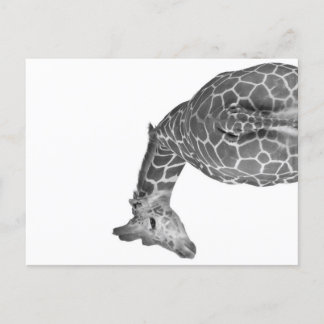 Cartão Postal De Festividades Giraffe tail black white