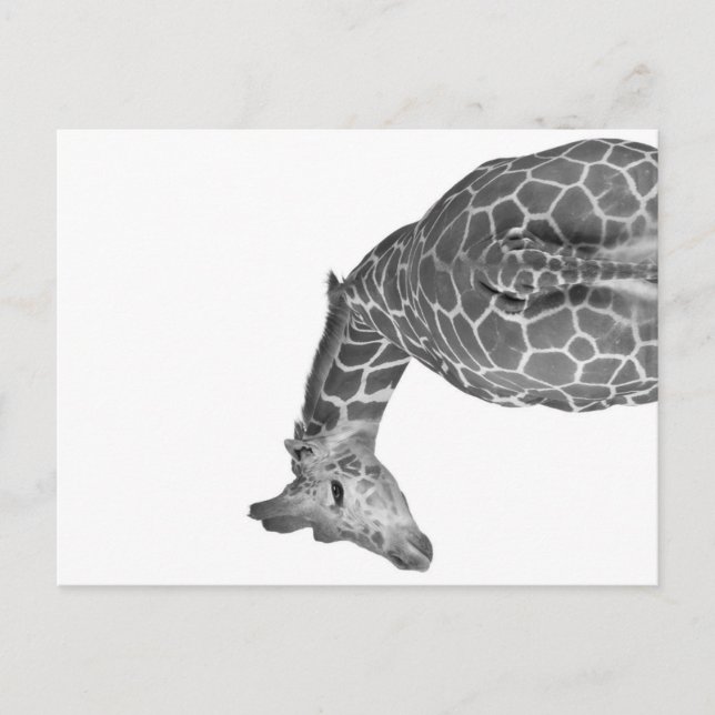 Cartão Postal De Festividades Giraffe tail black white (Frente)