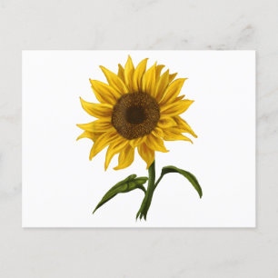 Cartão Postal De Festividades Girassol Sunshine Floral Watercolor Flor