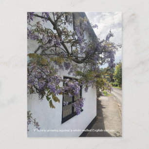Cartão Postal De Festividades Glicínia crescendo contra uma casa com paredes bra