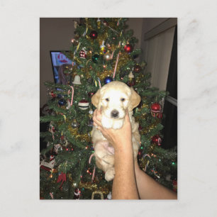 Cartão Postal De Festividades GoldenDoodle Puppy With Christmas Tree