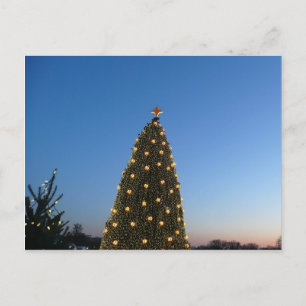 Cartão Postal De Festividades Grandes e Pequenas Árvores de Natal I Holiday Suns