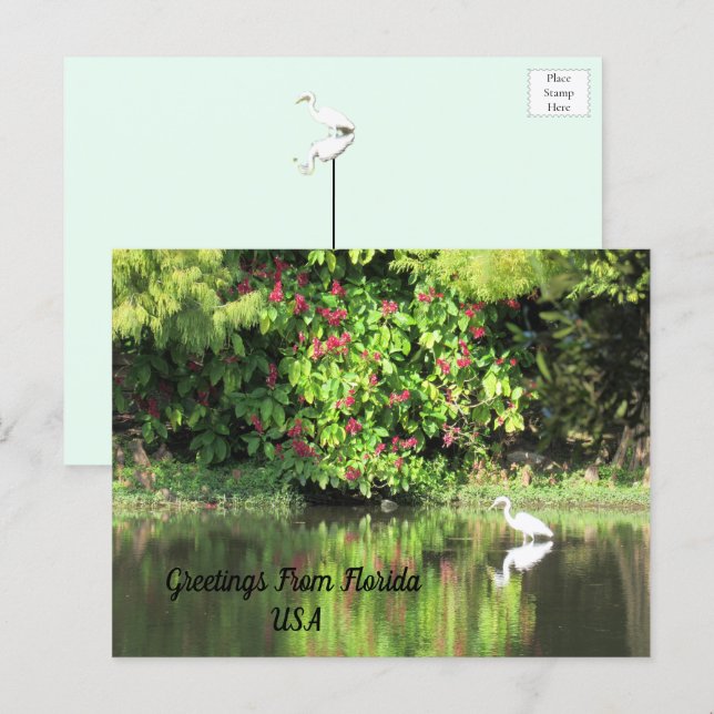 Cartão Postal De Festividades Greetings from Florida - Egret in Landscape (Frente/Verso)