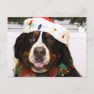 Cartão Postal De Festividades Grover - Bernese Mountain Dog