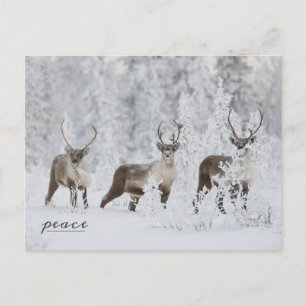 Cartão Postal De Festividades Grupo das Caraíbas Migrando na Neve