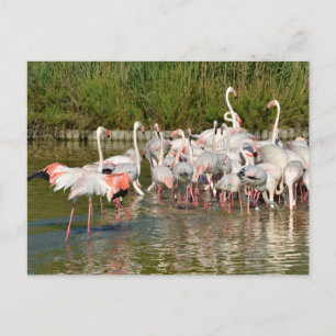 Cartão Postal De Festividades Grupo de flamingos em Camargue