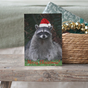 Cartão Postal De Festividades Guaxinim Fofo Vestindo Chapéu Vermelho de Papai No