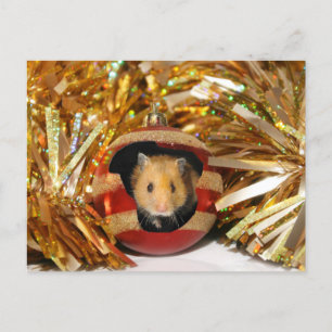 Cartão Postal De Festividades Hamster Christmas