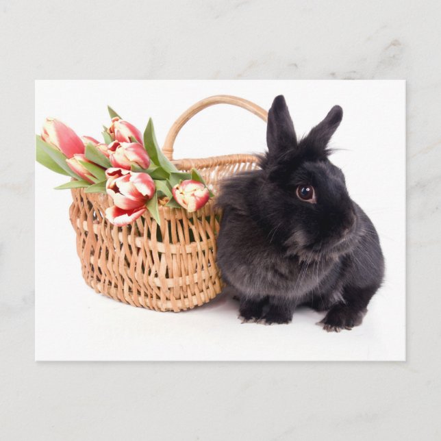 Cartão Postal De Festividades Happy Easter (Frente)