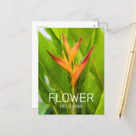 Cartão Postal De Festividades Heliconia Flowers Botânica Garden Design