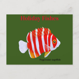 Cartão Postal De Festividades Holiday Fishes Peppermint Angelfish