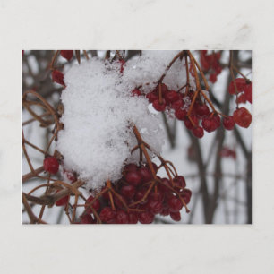 Cartão Postal De Festividades Holiday Postcard Red Berries and Snow