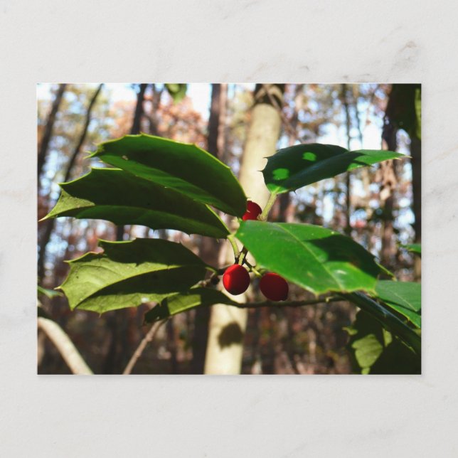 Cartão Postal De Festividades Holly deixa eu feriado botânico (Frente)