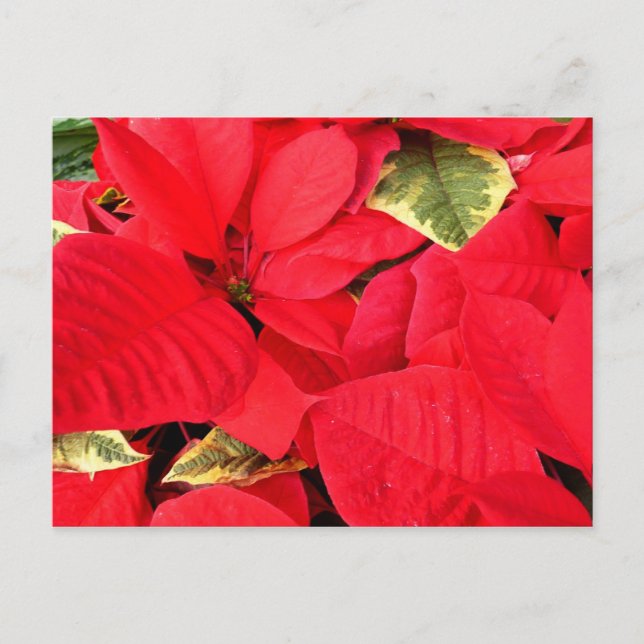 Cartão Postal De Festividades Holly Point Poinsettias Holiday Floral (Frente)