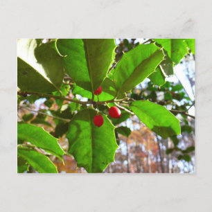Cartão Postal De Festividades Holly Sai do Feriado II Botânico