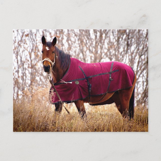 Cartão Postal De Festividades Horse in Burgundy Blanket Autumn Nature Postcard (Frente)