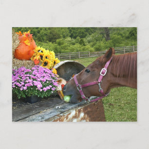 Cartão Postal De Festividades Horse Thanksgiving