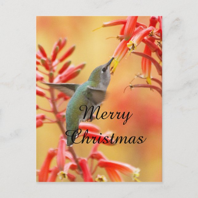 Cartão Postal De Festividades Hummingbird cercado por iucca,Feliz Natal (Frente)