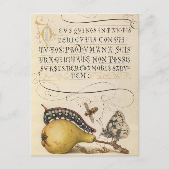 Cartão Postal De Festividades Ilustração Botânica Vintage (Frente)