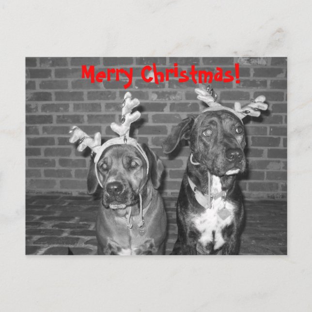 Cartão Postal De Festividades IMG_3721_2, Feliz Natal! (Frente)