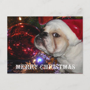 Cartão Postal De Festividades Inglês Buldogue Christmas