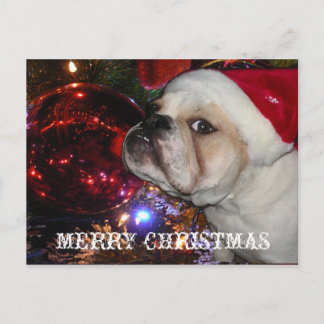 Cartão Postal De Festividades Inglês Buldogue Christmas