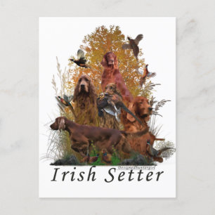 Cartão Postal De Festividades Irish Setter