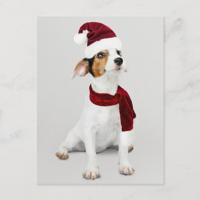 Cartão Postal De Festividades Jack Russell Puppy vestindo Santa Hat (Frente)