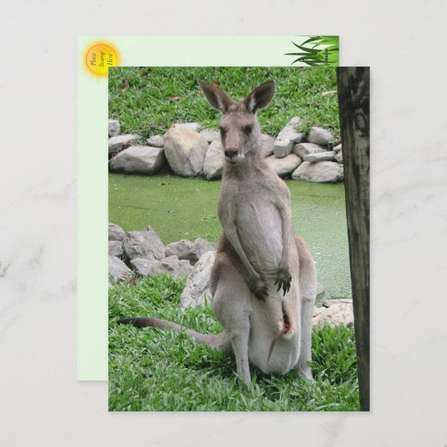 Cartão Postal De Festividades Kangaroo com Joey Postcard (Frente/Verso)