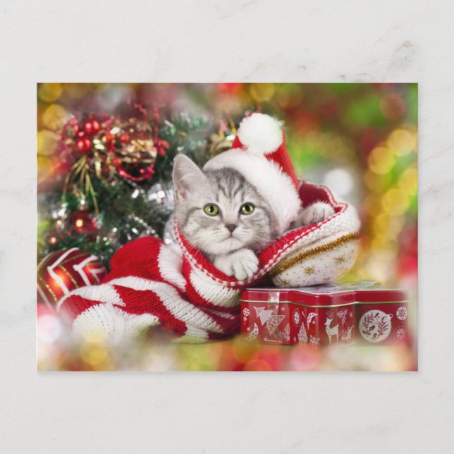 Cartão Postal De Festividades Kitten Natal Vestindo Santa Hat (Frente)