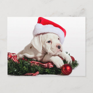 Cartão Postal De Festividades kleiner Boxer Welpe / pequeno cachorrinho Boxinho 