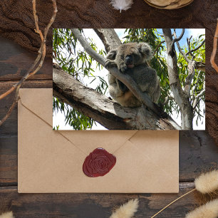Cartão Postal De Festividades Koala - Dormindo