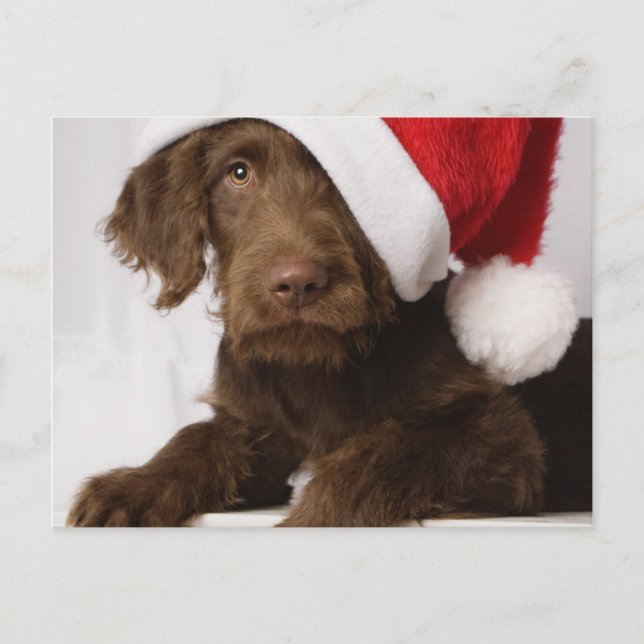Cartão Postal De Festividades Labradoodle que veste um chapéu do papai noel (Frente)