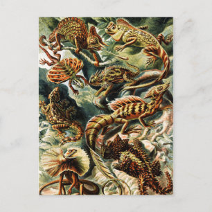 Cartão Postal De Festividades Lacertilia Lizards por Ernst Haeckel