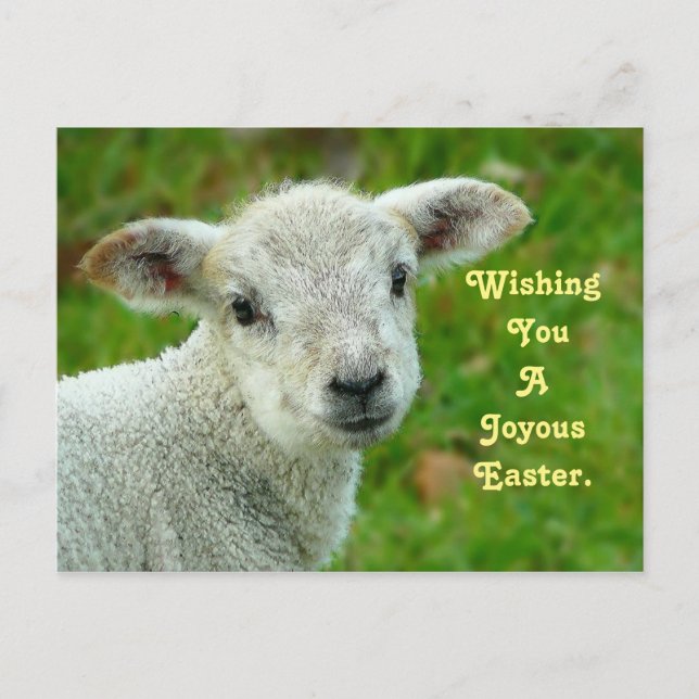 Cartão Postal De Festividades Lamb Doce (Frente)