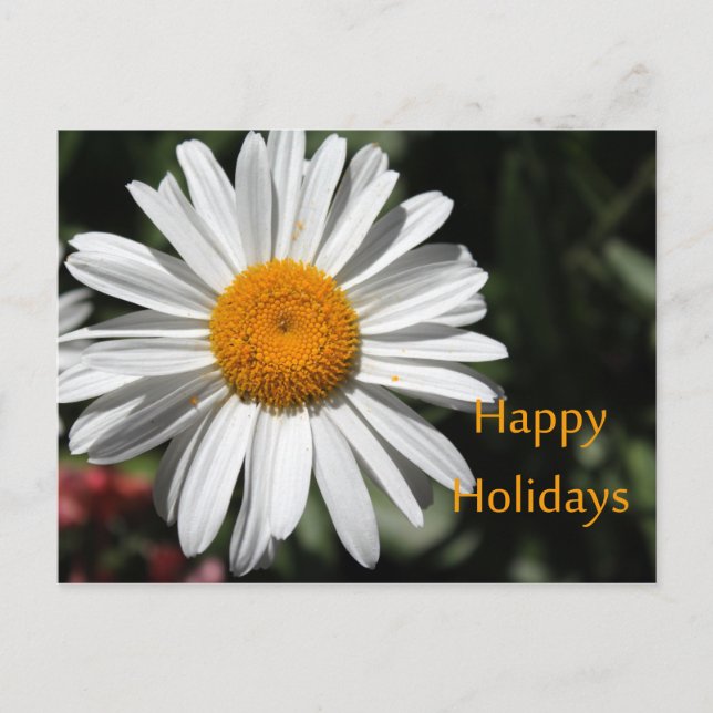 Cartão Postal De Festividades Linda flor branca margarida feliz feriados florais (Frente)