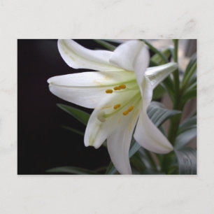 Cartão Postal De Festividades Linda flor de lírio de Páscoa branca pura em preto