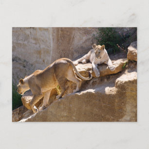 Cartão Postal De Festividades Lionariedade e filhote (Panthera leo) nas rochas