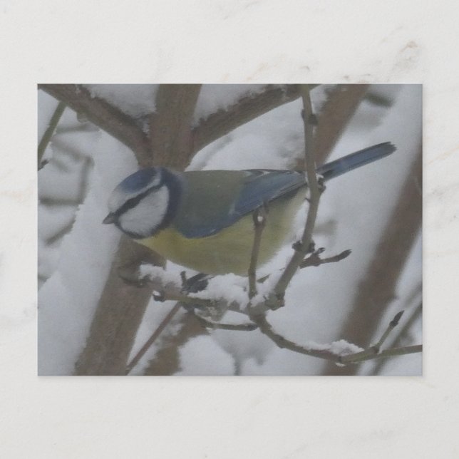 Cartão Postal De Festividades Little Bird Close Up in Snow DIY Postcard (Frente)