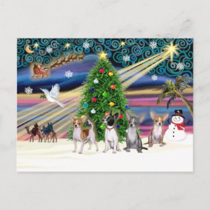 Cartão Postal De Festividades Magic-Chihuahuas do Xmas (quatro)