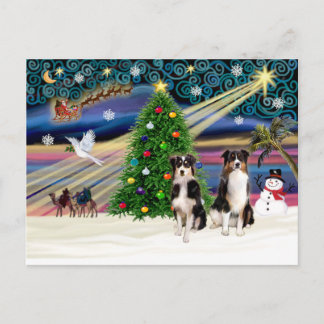 Cartão Postal De Festividades Magic-Tri-AussieShepPAIR-6-7