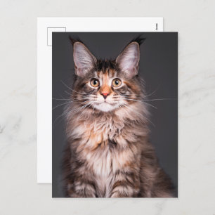 Cartão Postal De Festividades Maine Coon Portrait