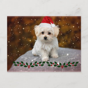 Cartão Postal De Festividades Maltês Puppy Natal