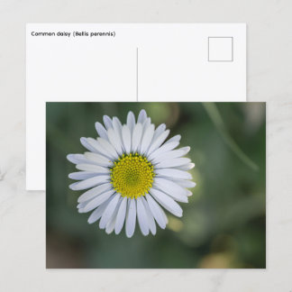 Cartão Postal De Festividades Margarida Inglesa (Bellis perennis) Cabeça de Flor