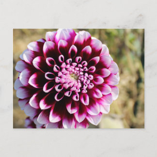 Cartão Postal De Festividades Maroon Dahlia