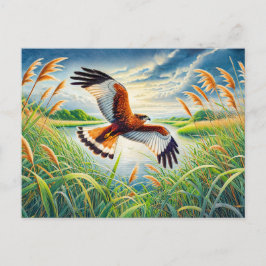 Cartão Postal De Festividades Marsh Harrier sobre o lago Reedbeds