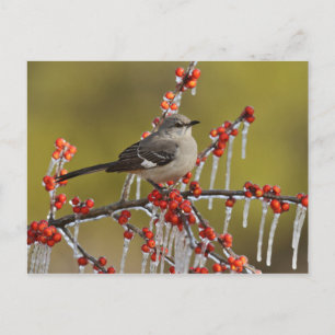 Cartão Postal De Festividades Mockingbird Perch no Icy Holly Branch