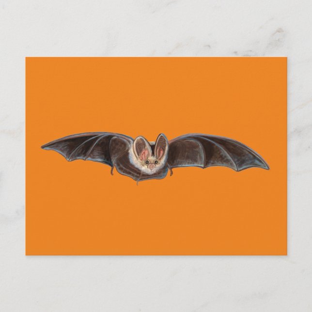 Cartão Postal De Festividades Morcego Pipistrellus pipistrellus Ilustração Laran (Frente)