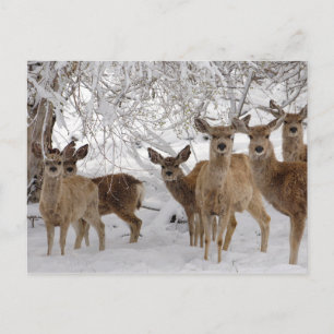 Cartão Postal De Festividades Mule Deer na neve