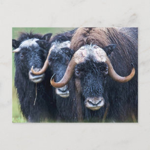 Cartão Postal De Festividades Muskox Muskoxen (Alasca)